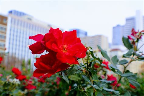 chinese city known as the city of flowers codycross|Chinese City Known As The 'City Of Flowers' .